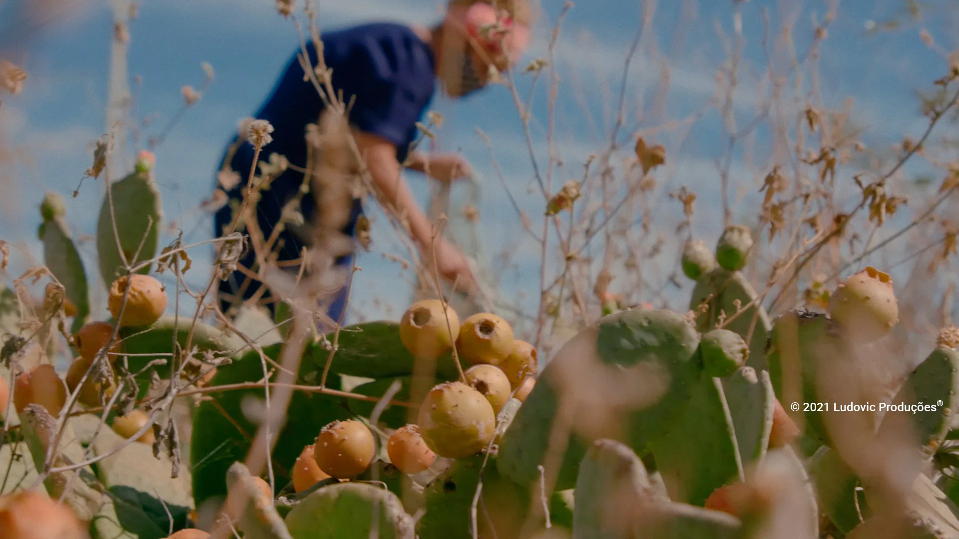 Cena de documentário com trabalhadora mascarada entre cactos, representando autenticidade e identidade territorial na comunicação empresarial.